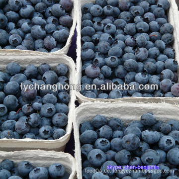 Heidelbeere-Frucht / IQF gefrorene Heidelbeere / Heidelbeere Preis / chinesische Heidelbeere